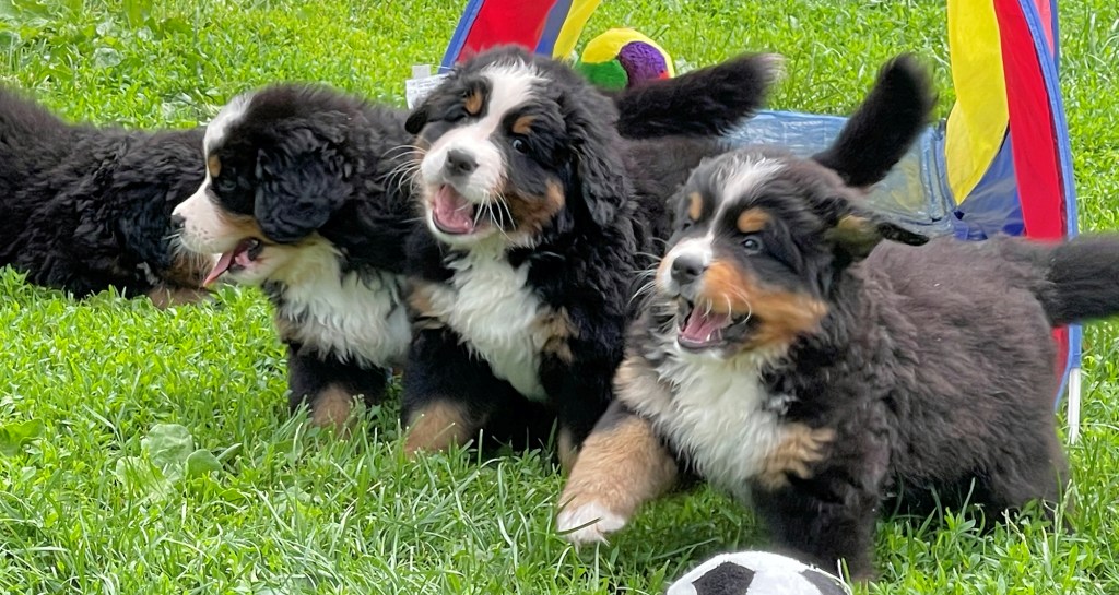 Berner puppies playing