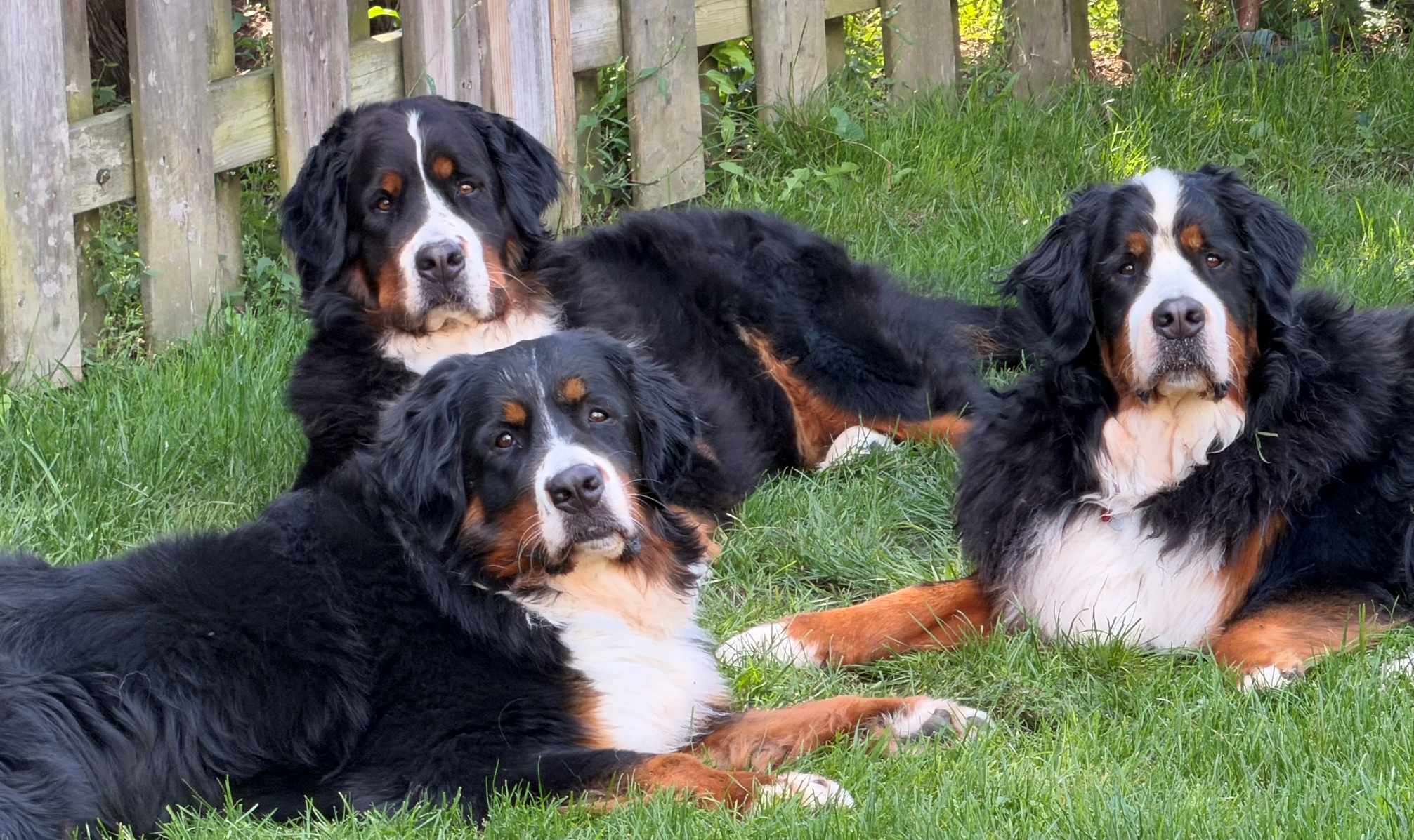 Baergli Berners